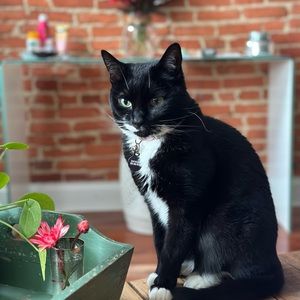 Meet your Posher, Kat